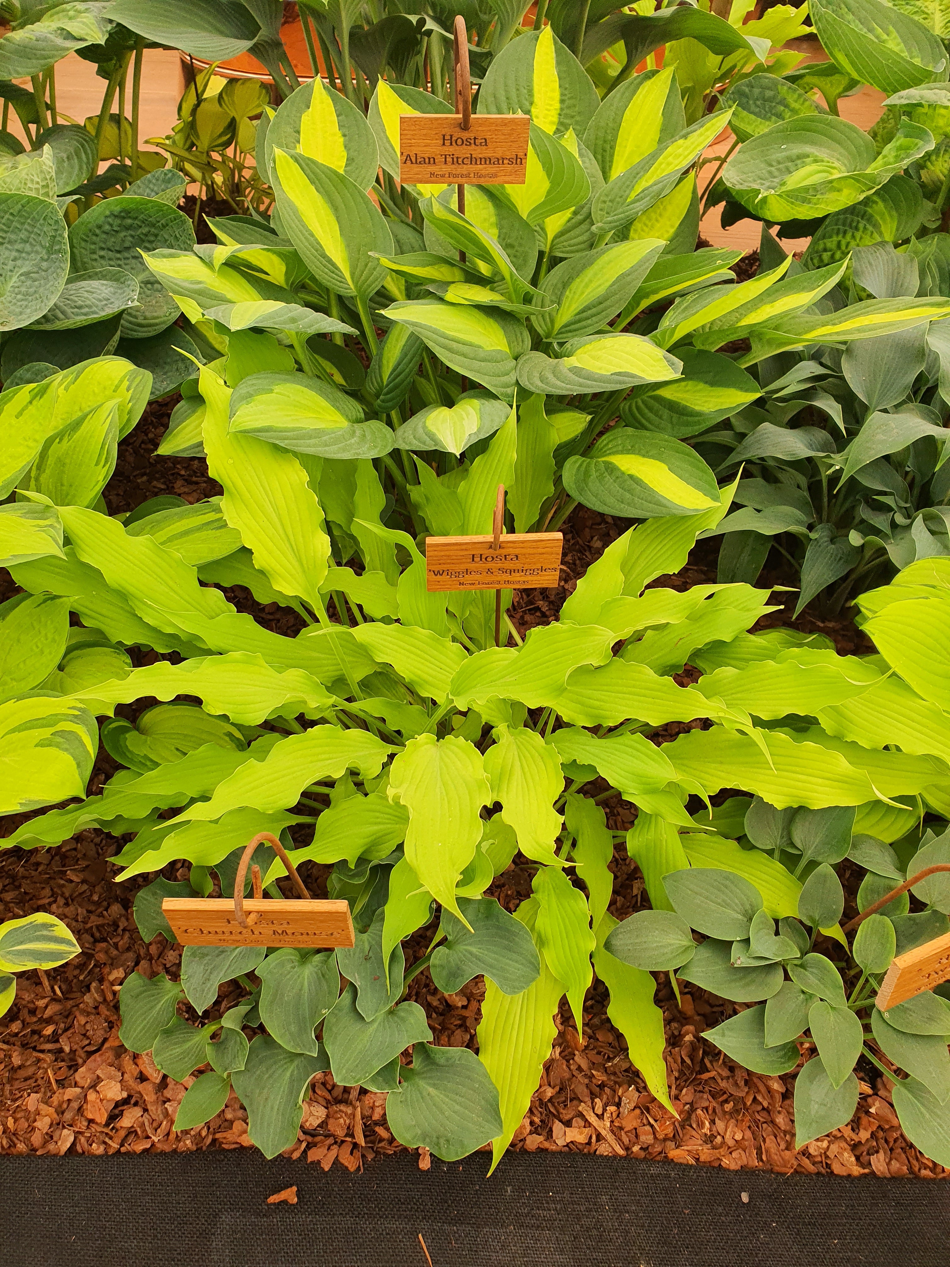 Hosta 'Alan Titchmarsh'