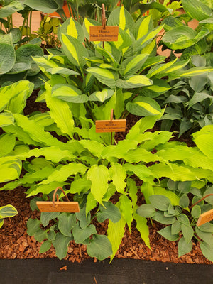 Hosta 'Wiggles and Squiggles'