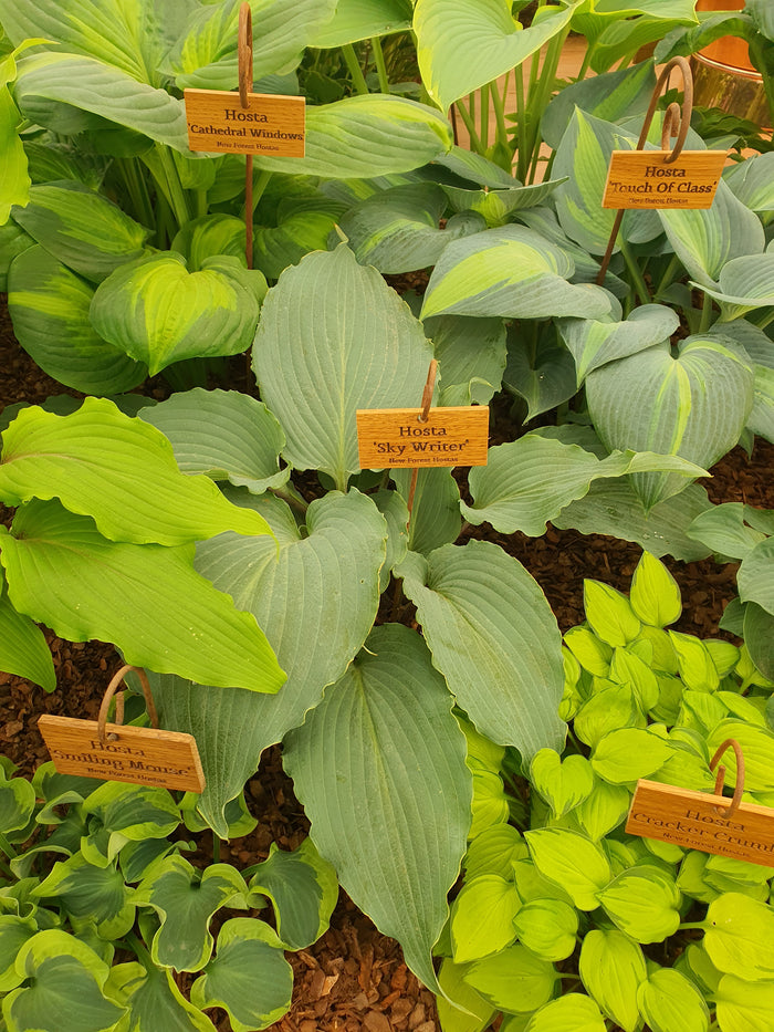 Hosta 'Skywriter'