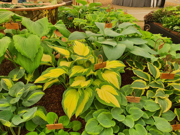 Hosta 'Forbidden Fruit'