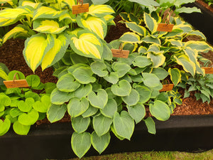 Hosta 'Veronica Lake'