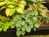 Hosta 'Veronica Lake' Bare Root