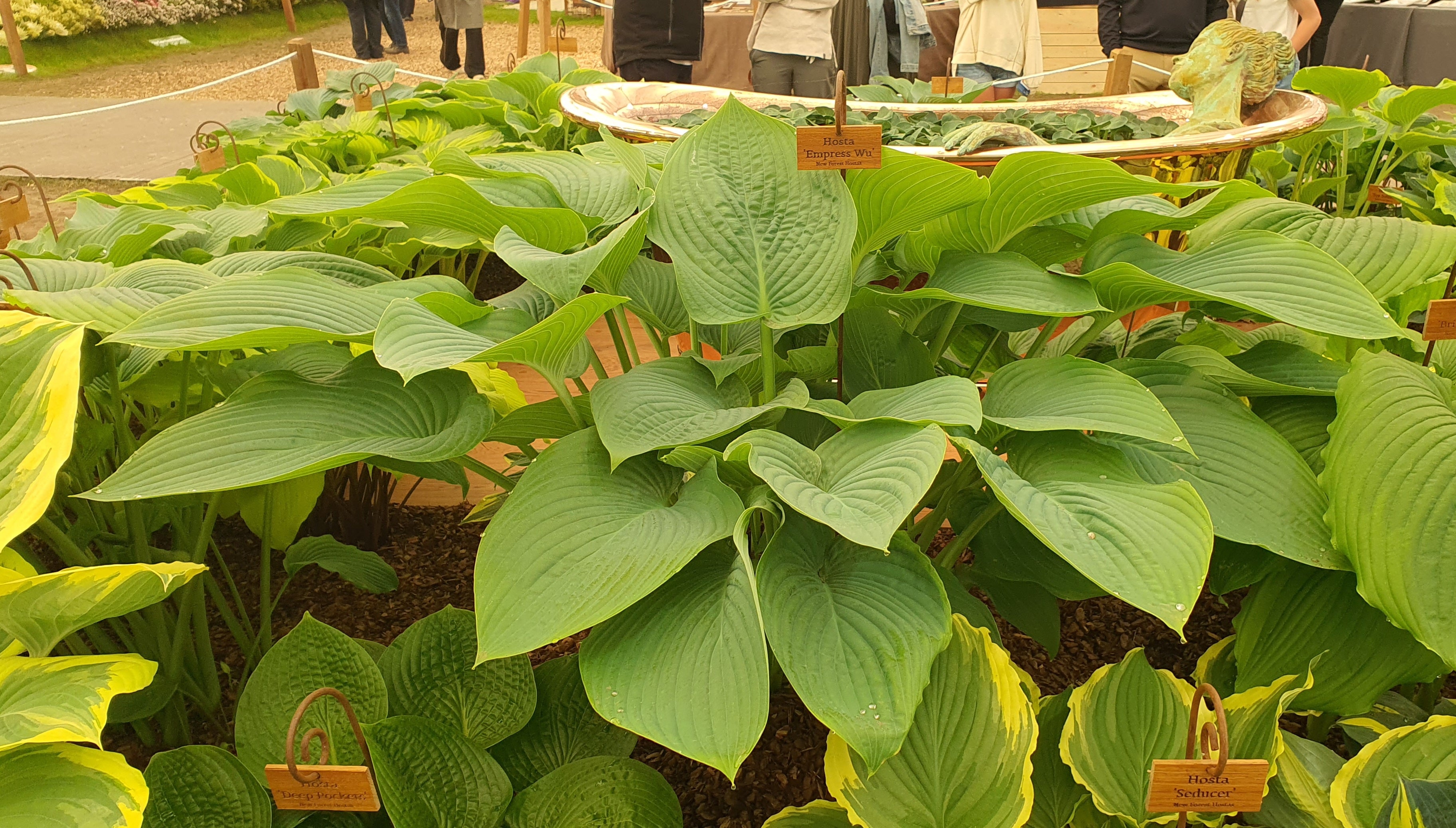 Hosta 'Empress Wu' 3lt  Deep Pot