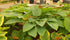 Hosta 'Empress Wu' 3lt  Deep Pot