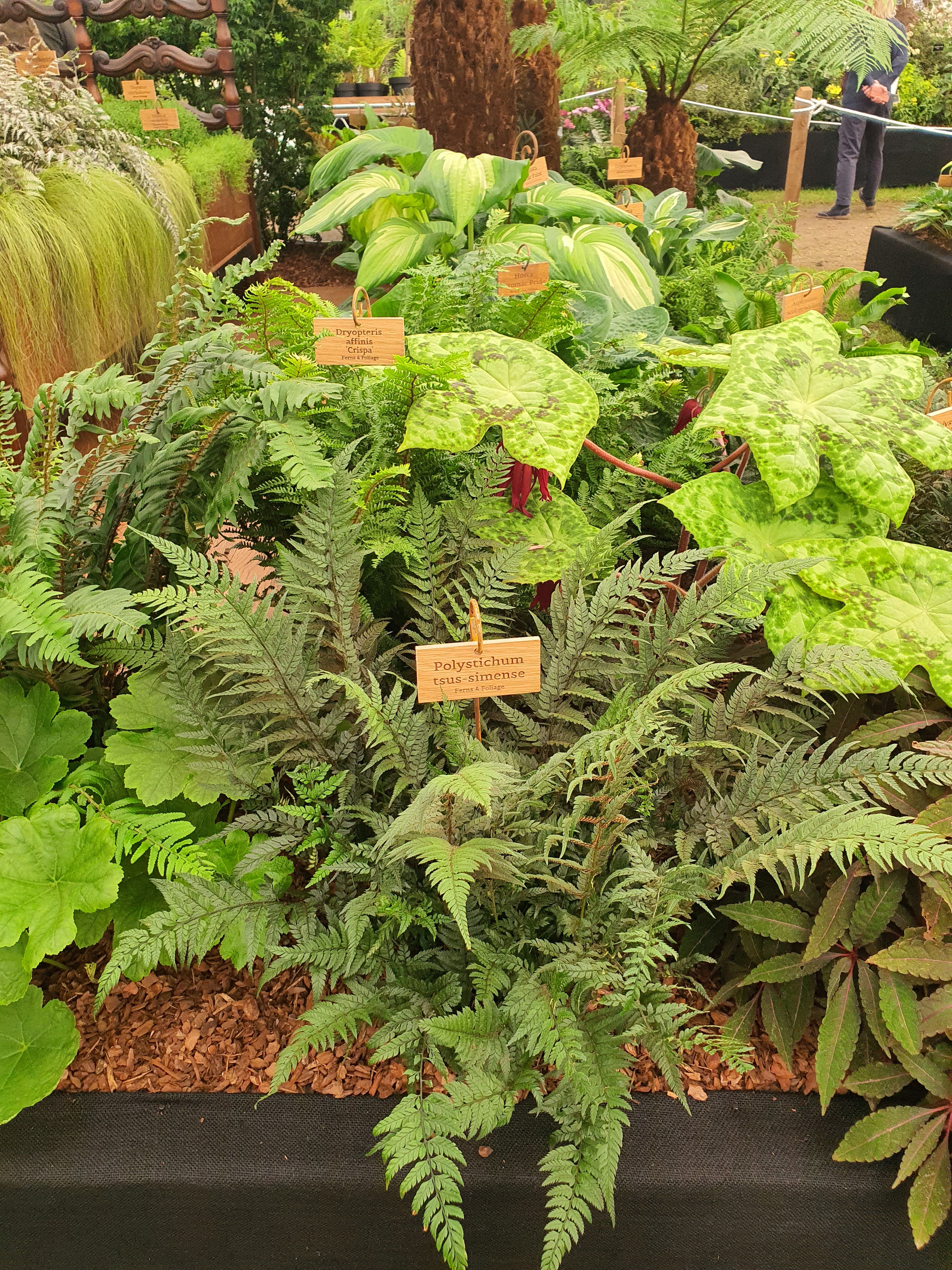 Polystichum tsus-simense