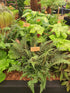 Polystichum tsus-simense