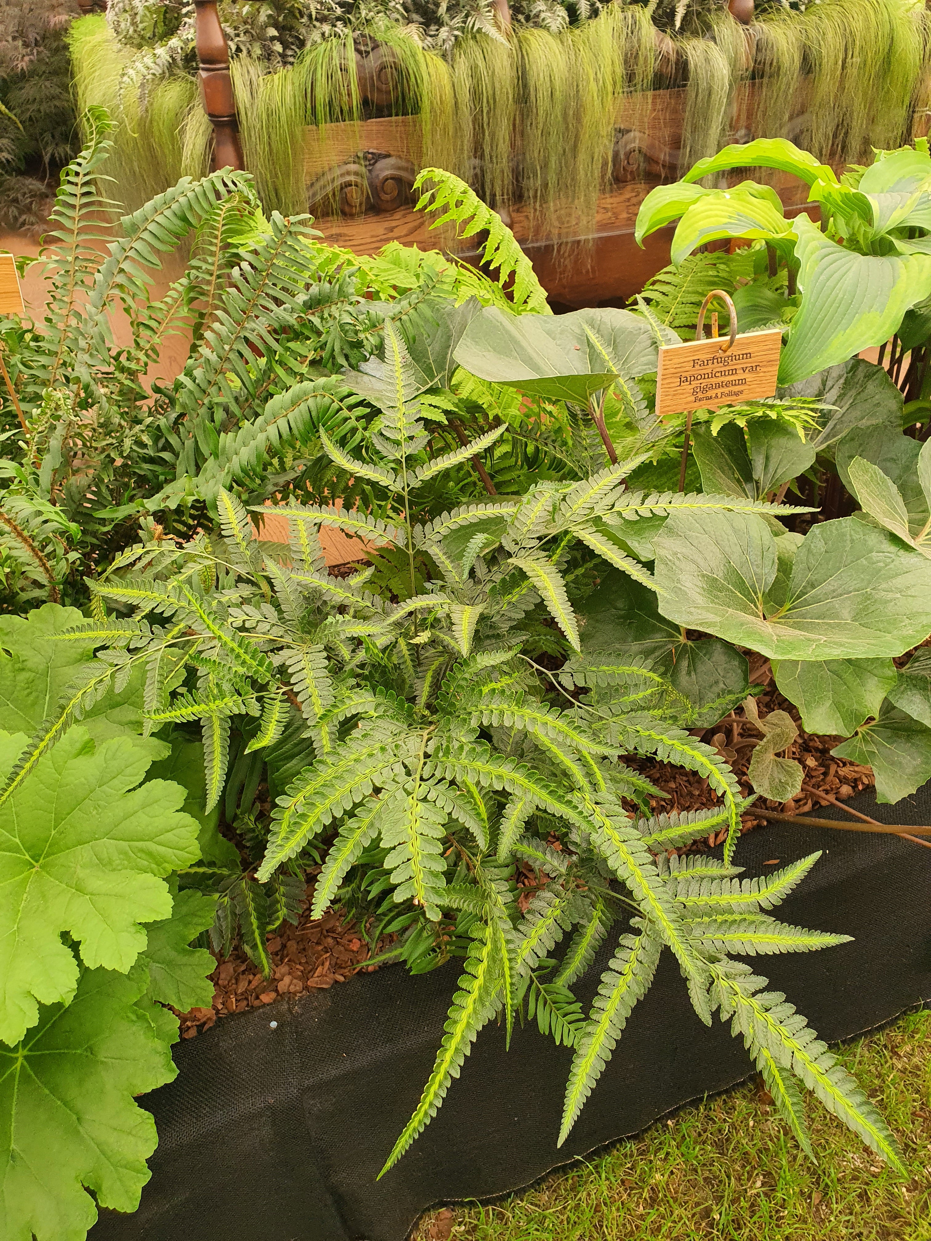 Arachnoides aristata 'Variegata' 1.5-2 ltr