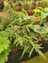 Arachnoides aristata 'Variegata' 1.5-2 ltr