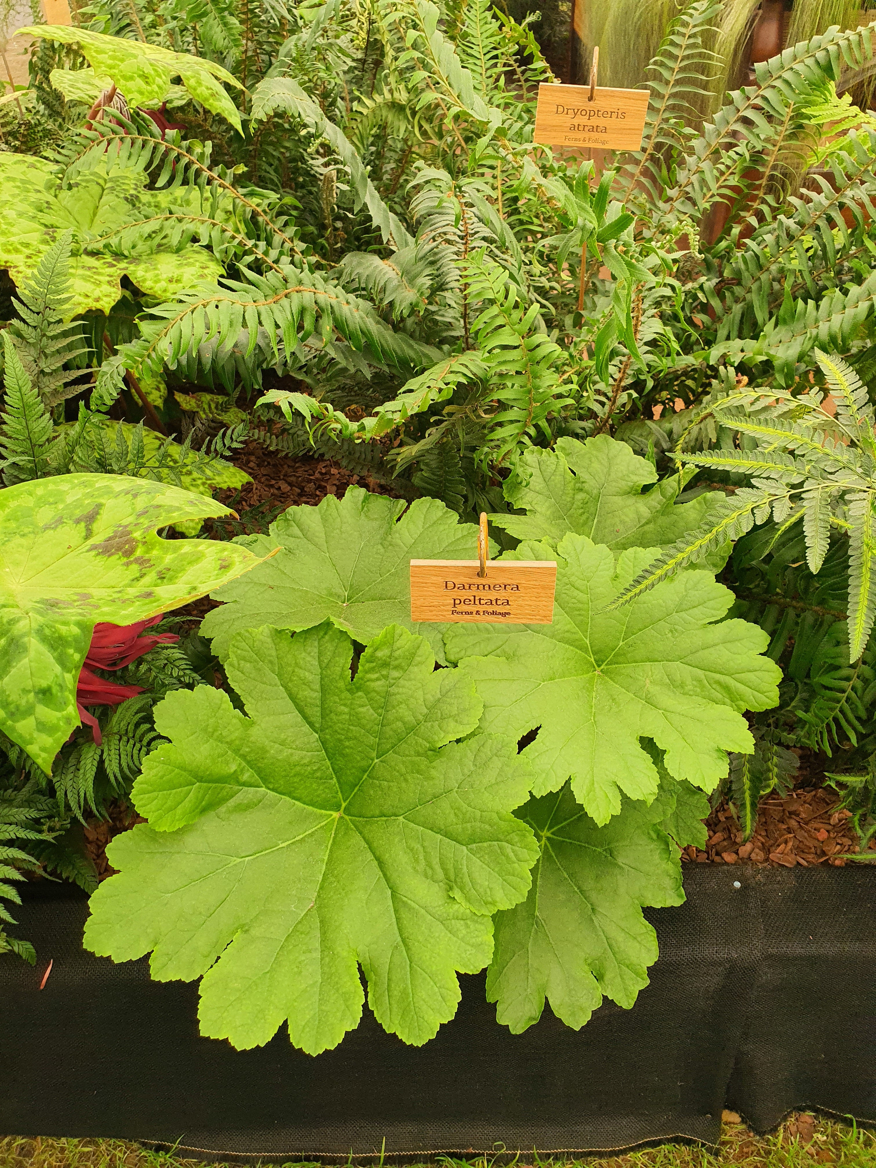 Dryopteris atrata 1 ltr