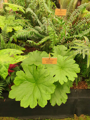 Dryopteris atrata