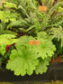 Dryopteris atrata 1 ltr