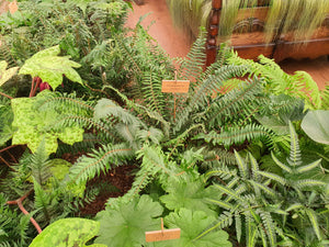 Dryopteris atrata