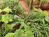 Dryopteris atrata 1 ltr