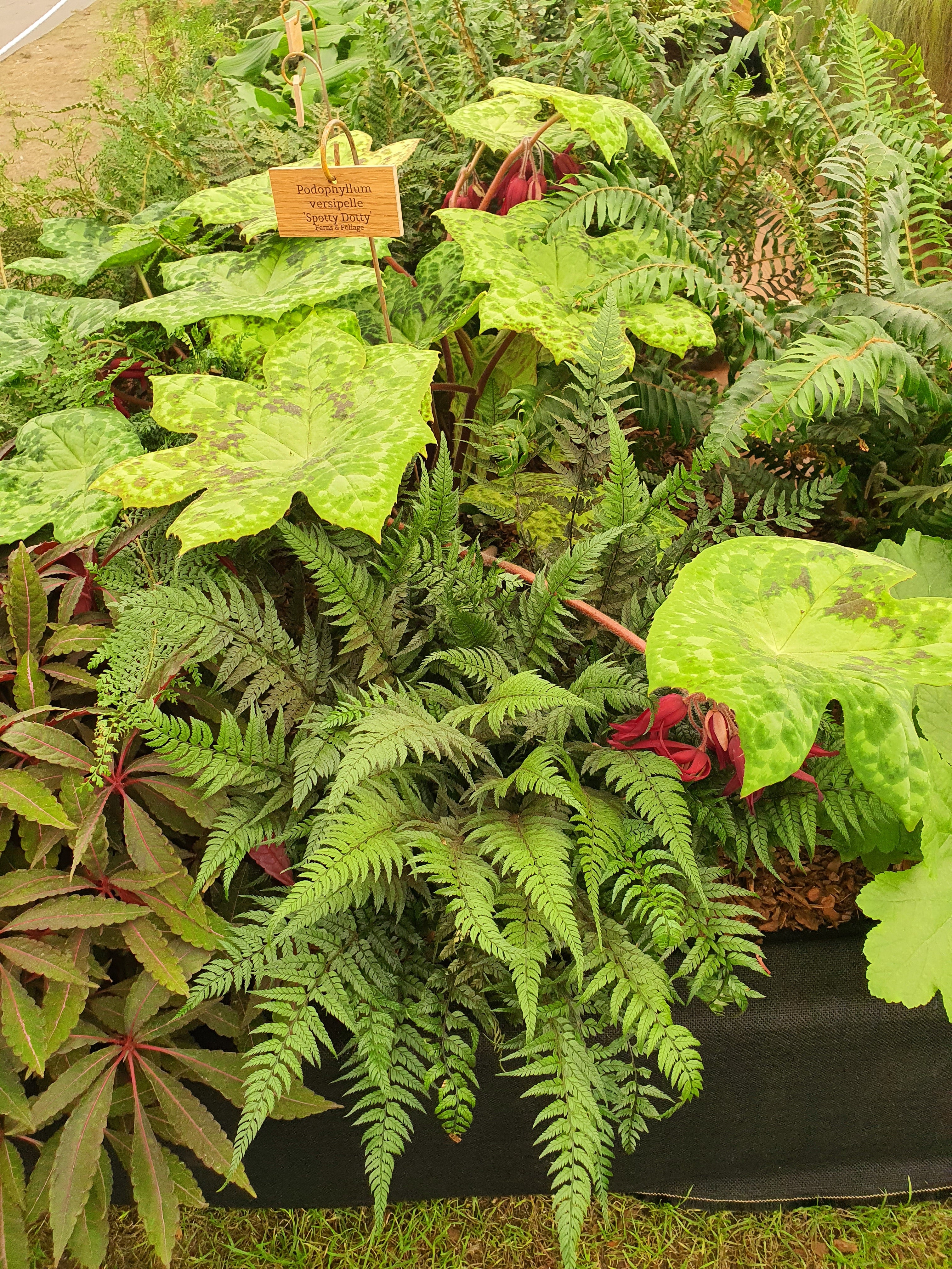 Polystichum tsus-simense