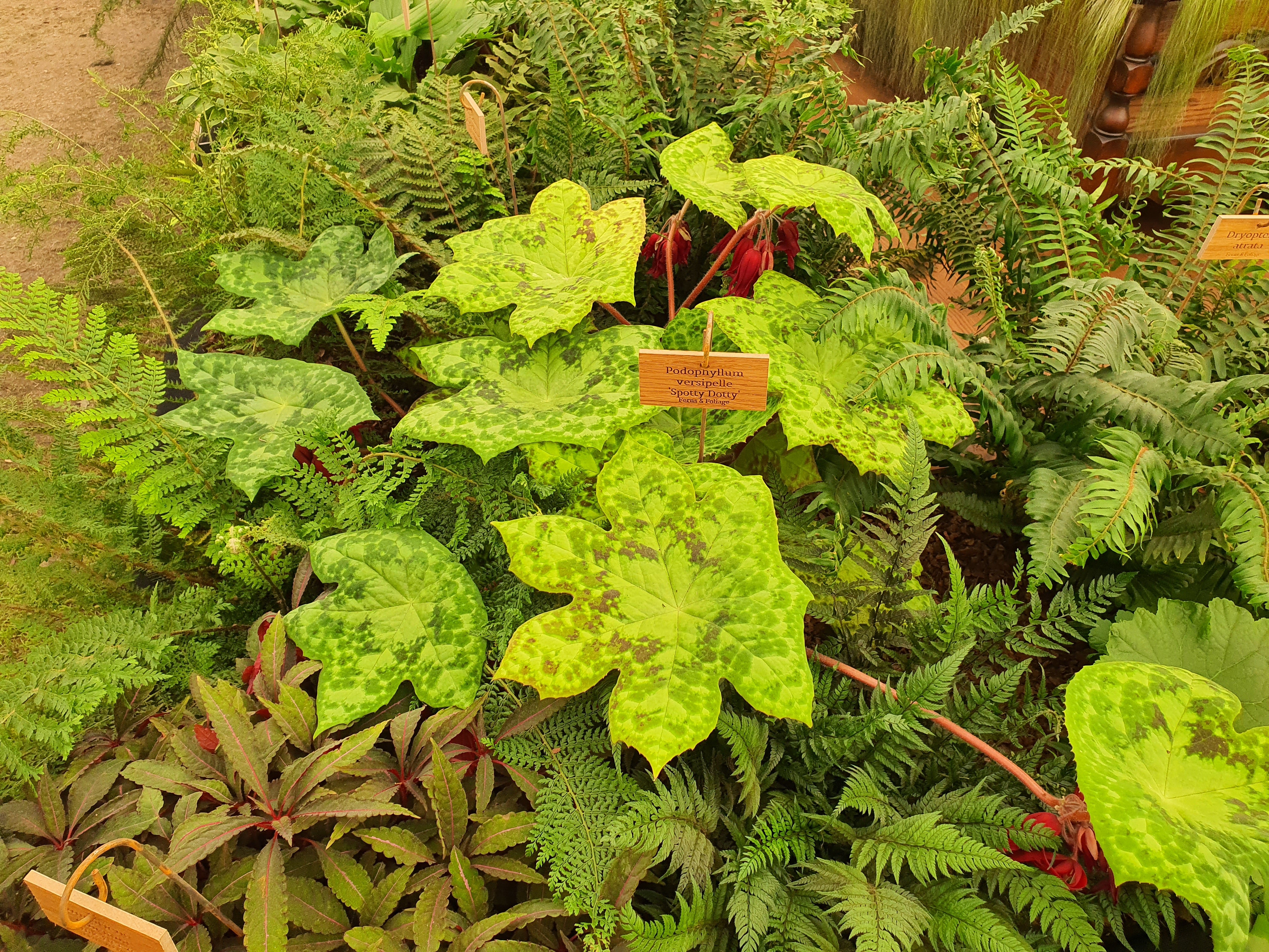 Podophyllum 'Spotty Dotty'