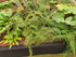 Dryopteris filix mas 'Lin. Polydactyla' 1 ltr