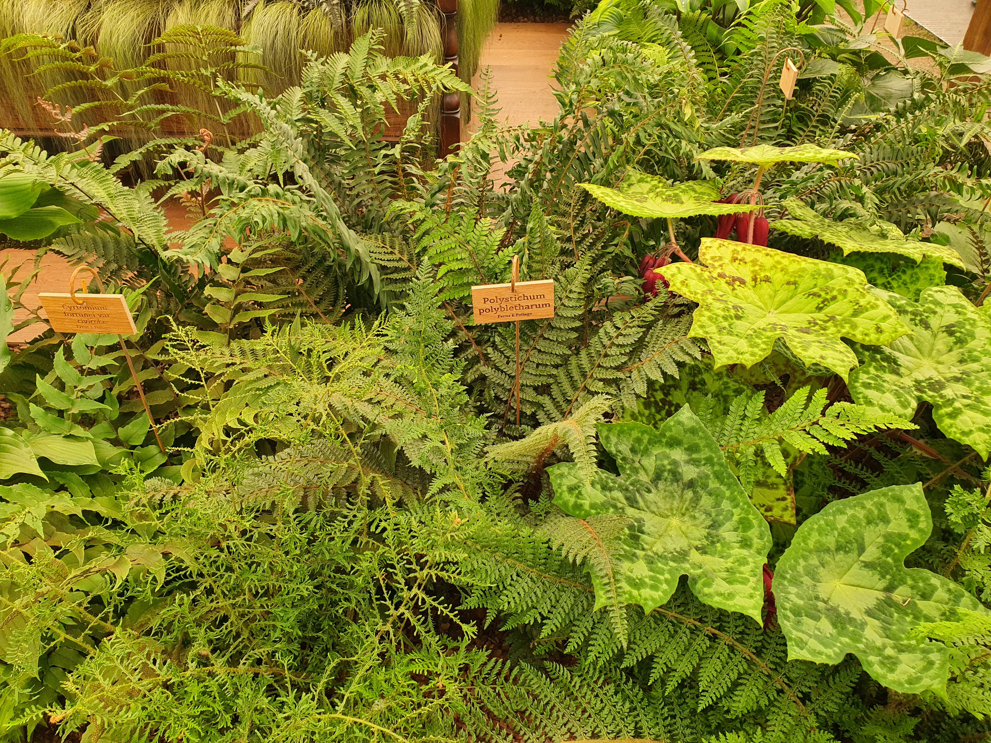 Polystichum polybletharum 1.5-2 ltr