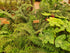 Polystichum polybletharum 1.5-2 ltr