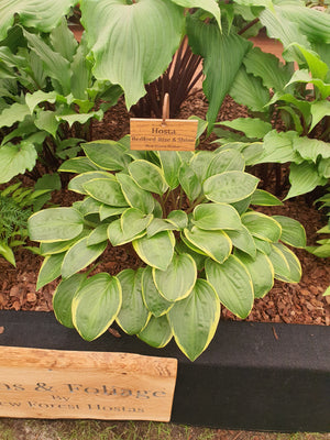 Hosta 'Bedford Rise and Shine'