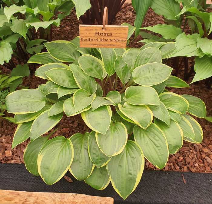 Hosta 'Bedford Rise and Shine'