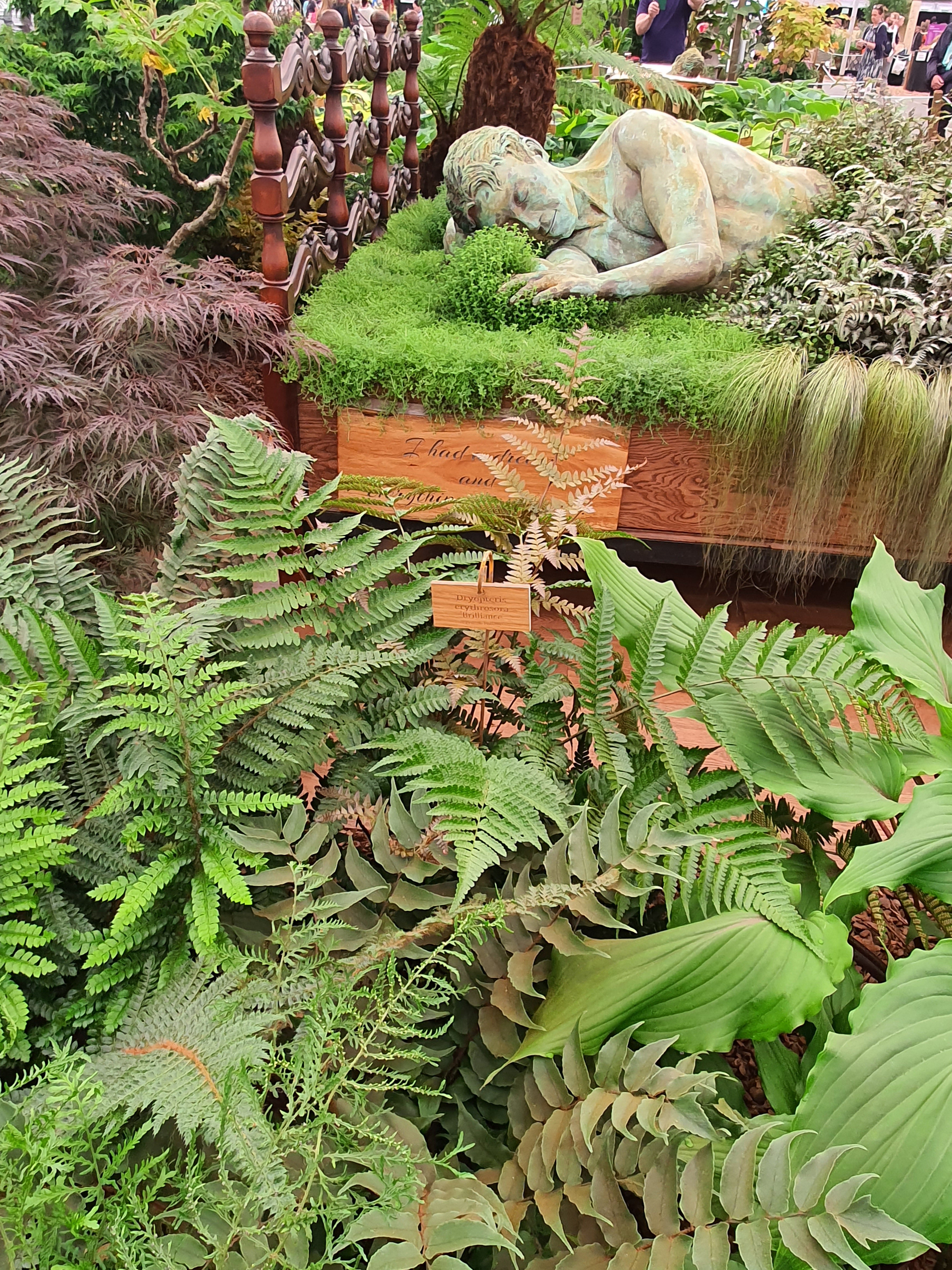 Dryopteris erythrosora 'Brilliance' 1lt