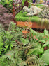 Dryopteris erythrosora 'Brilliance' 1lt