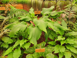 Hosta 'Valley's Red Scorpion' - Mature Division