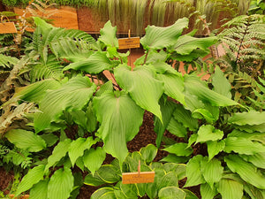 Hosta 'Valley's Red Scorpion' - Mature Division