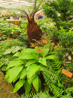 Hosta 'Spritzer'