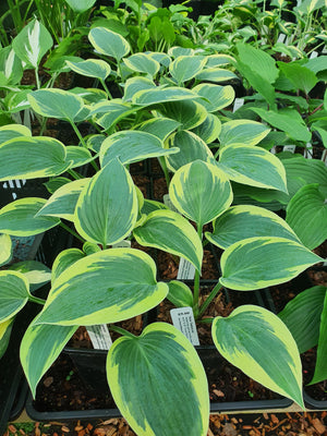 Hosta 'Tambourine'