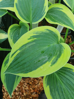 Hosta 'Tambourine'