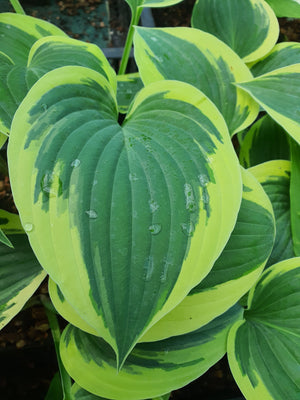 Hosta 'Tambourine'