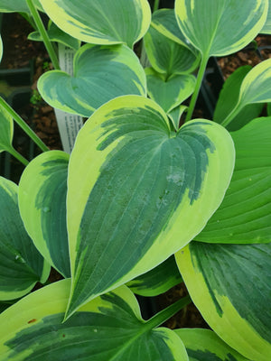 Hosta 'Tambourine'