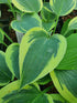 Hosta 'Tambourine'