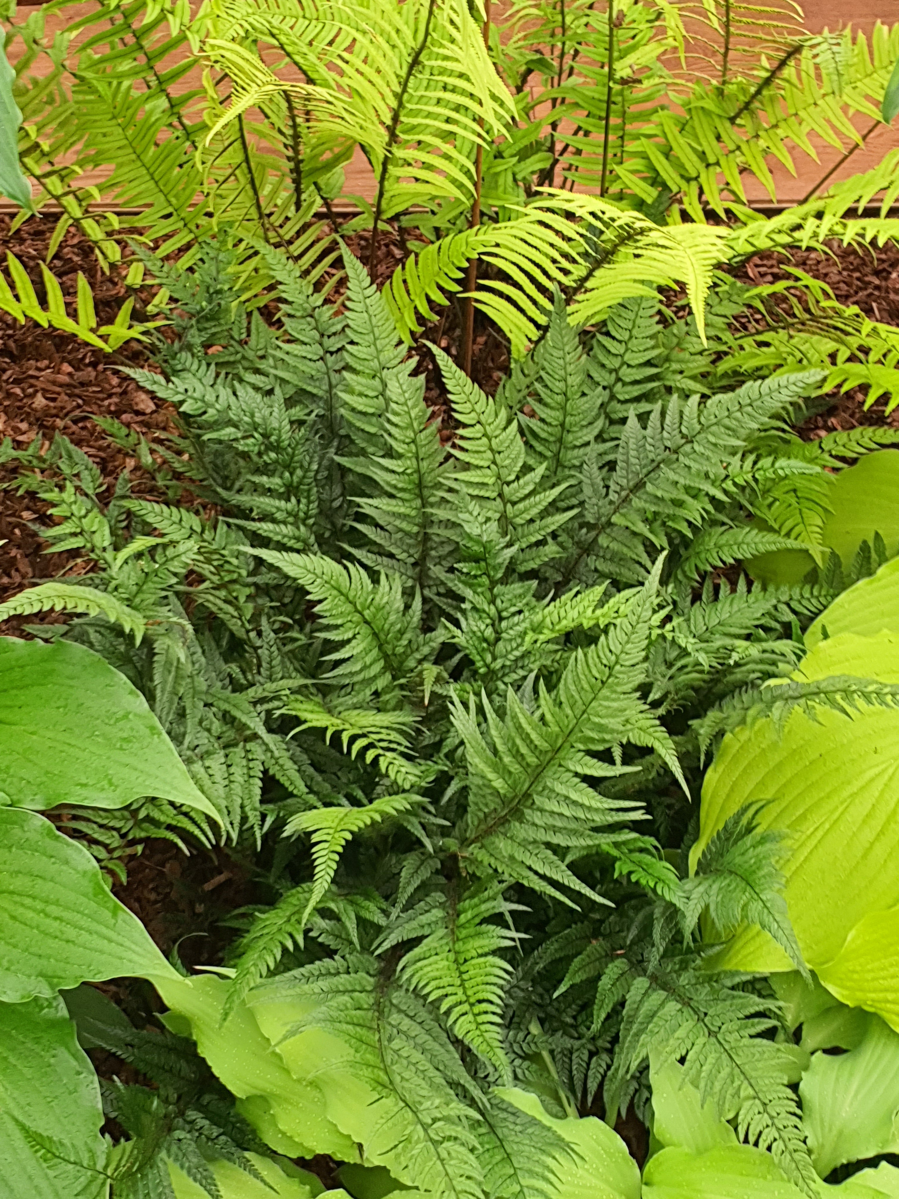 Polystichum tsus-simense