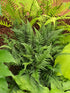 Polystichum tsus-simense