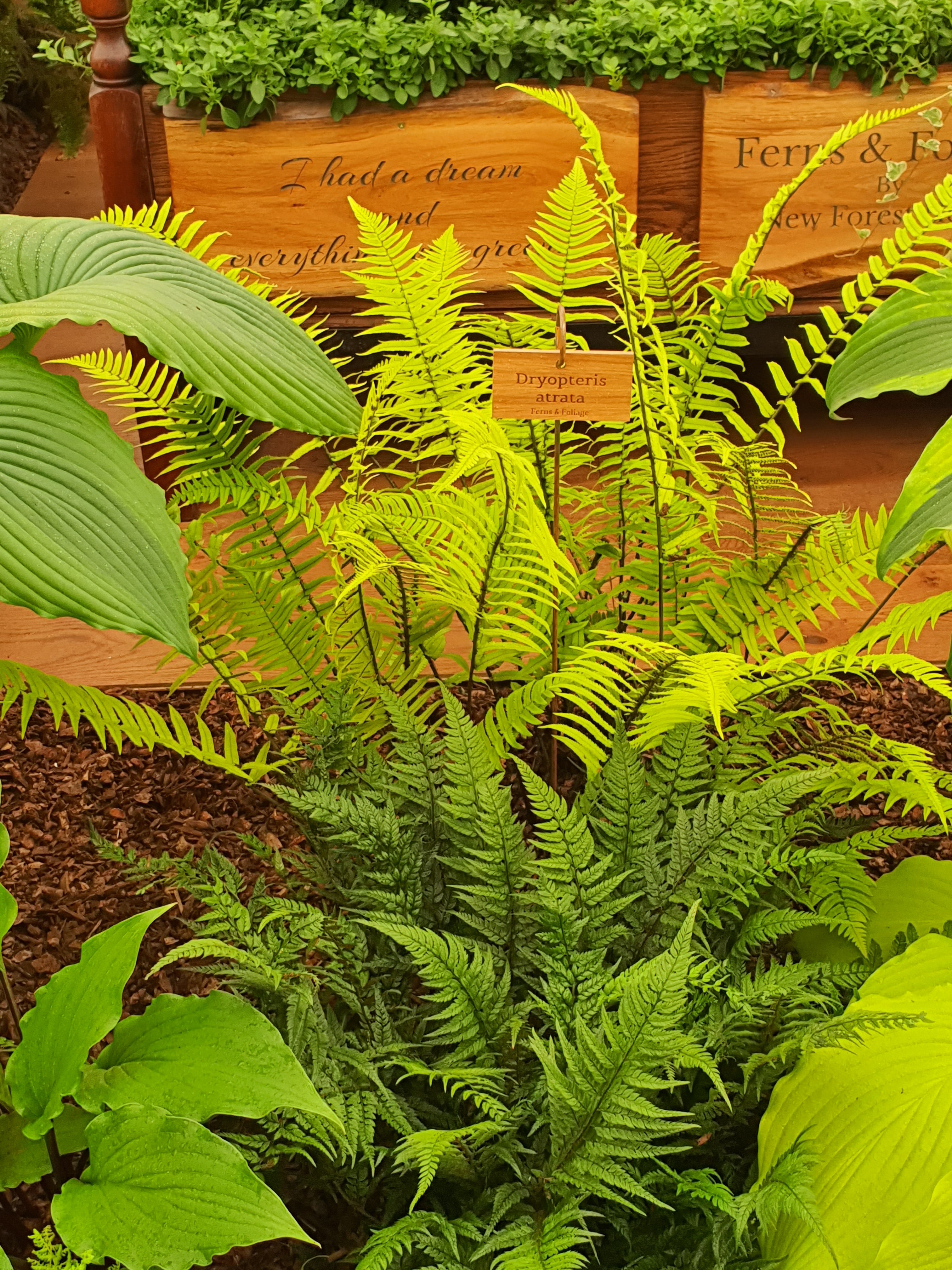 Dryopteris atrata 1 ltr