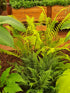 Dryopteris atrata 1 ltr