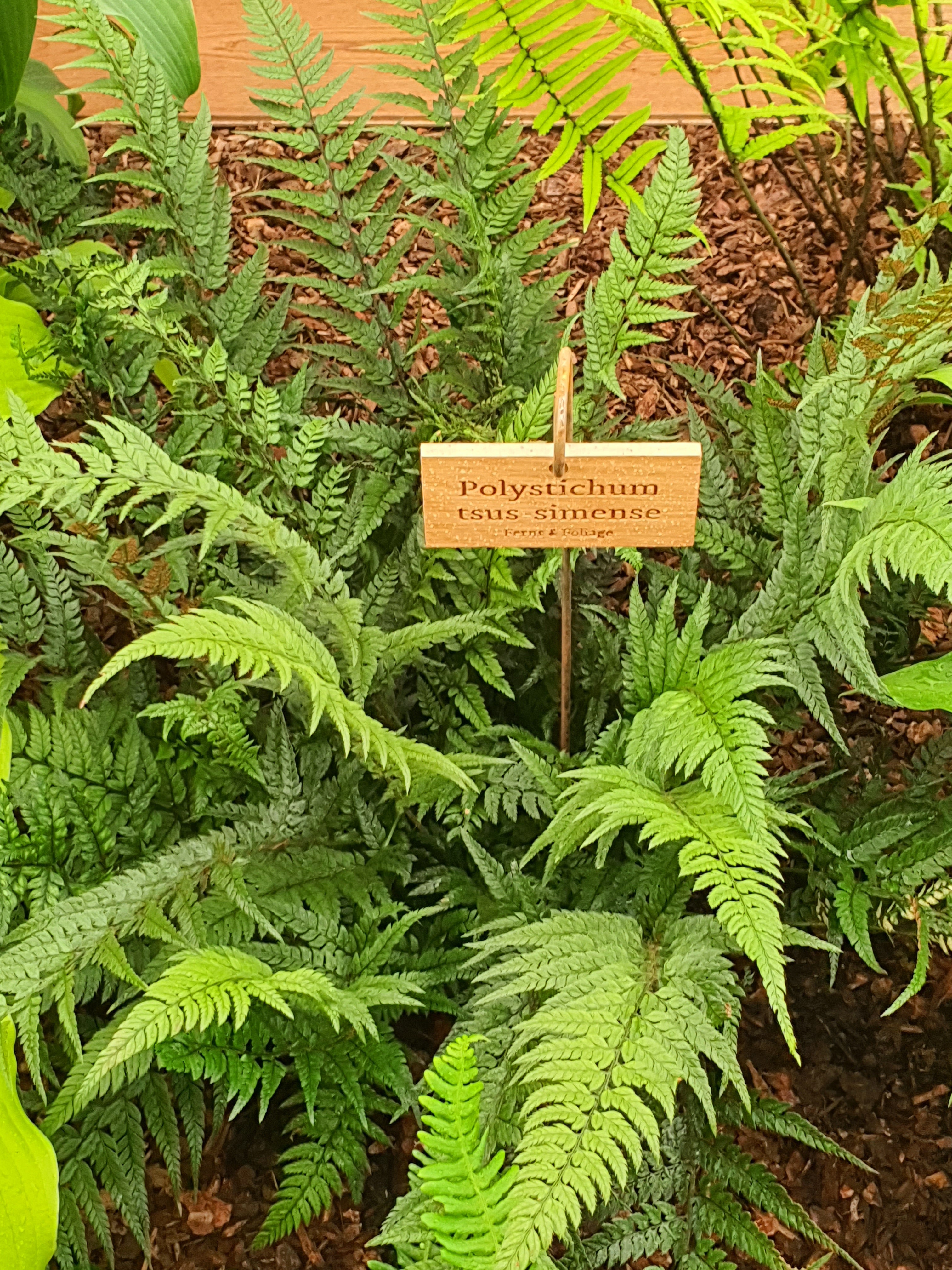 Polystichum tsus-simense