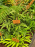 Arachnoides aristata 'Variegata' 1.5-2 ltr
