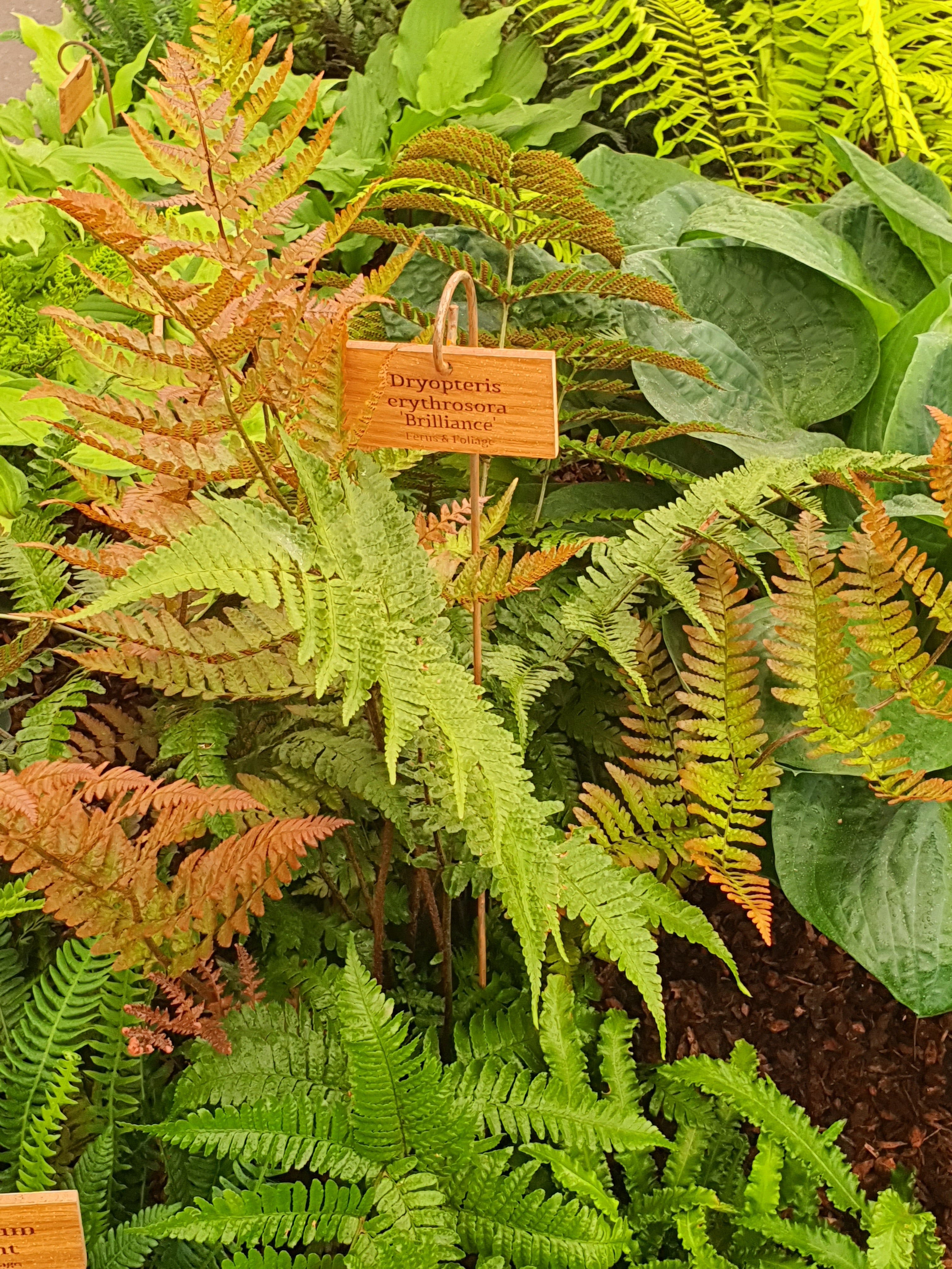 Dryopteris erythrosora 'Brilliance' 3lt