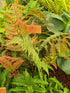 Dryopteris erythrosora 'Brilliance' 1lt