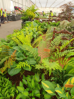 Blechnum tabulare