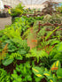 Blechnum tabulare