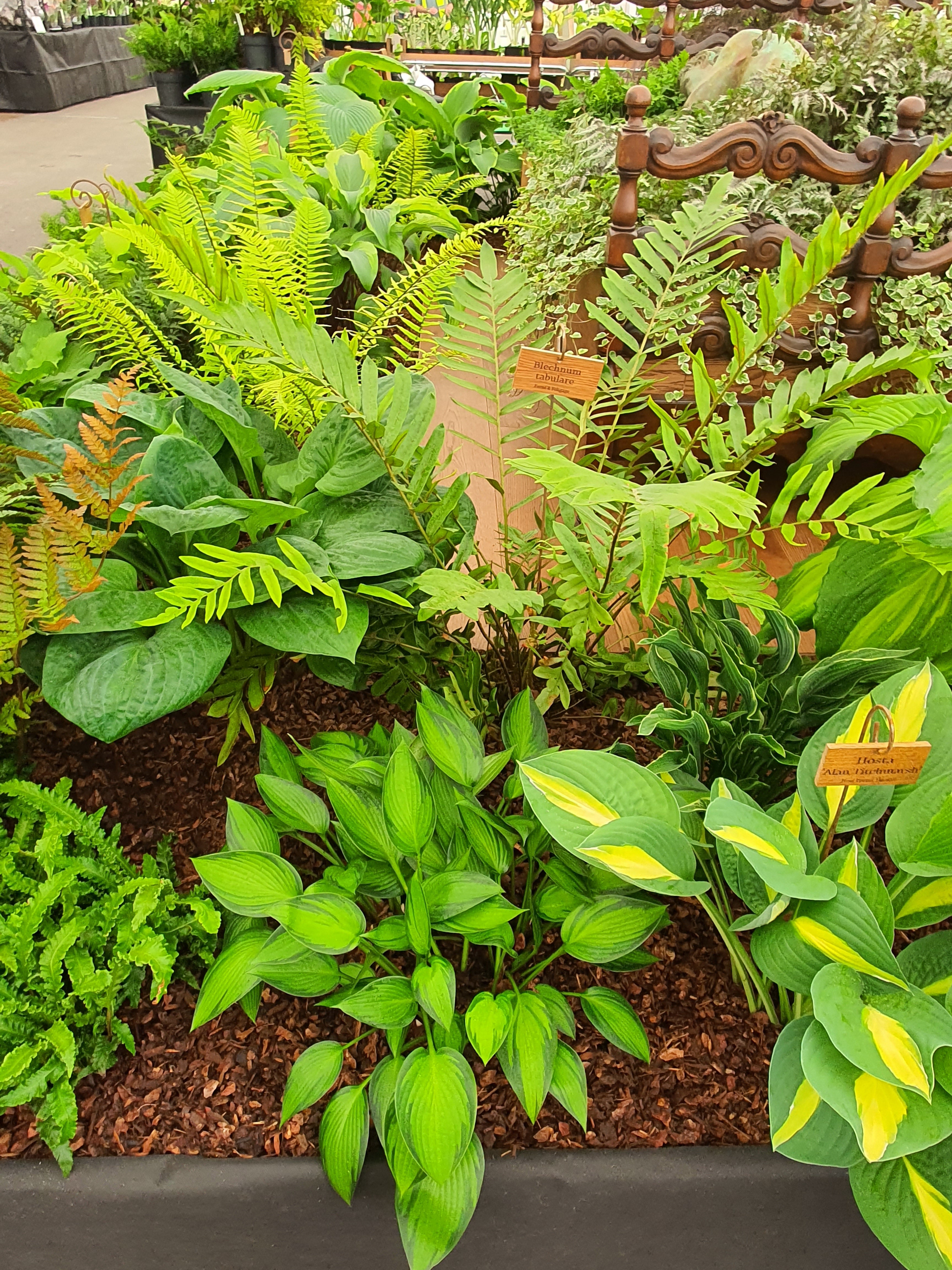 Blechnum tabulare