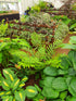 Blechnum tabulare