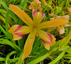 Hemerocallis 'Emmaus'