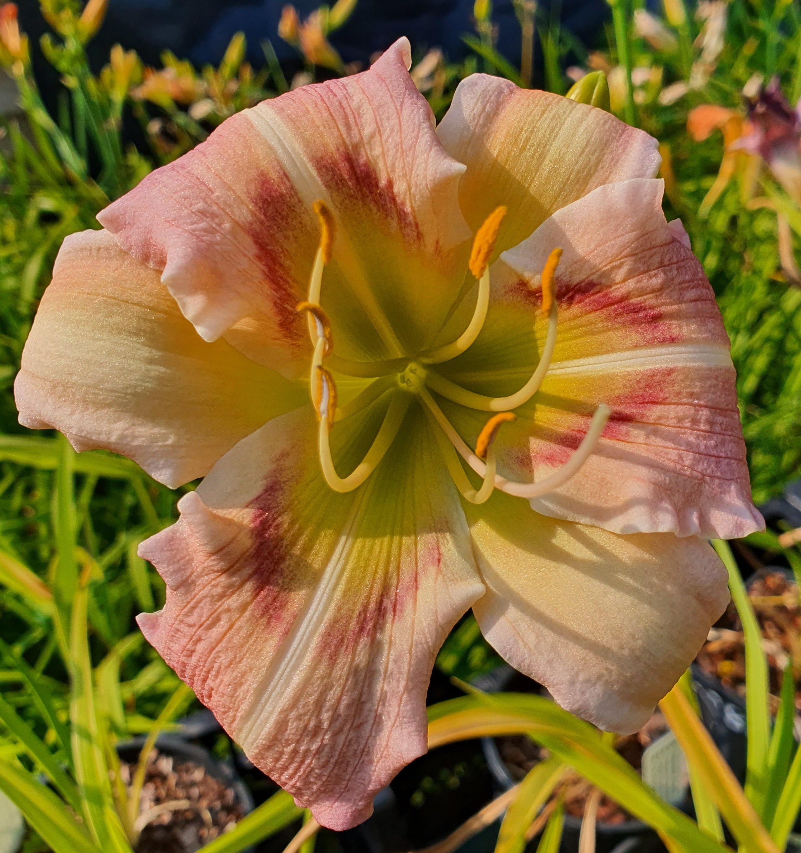 Hemerocallis 'Heavenly Pink Butterfly'