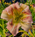 Hemerocallis 'Heavenly Pink Butterfly'