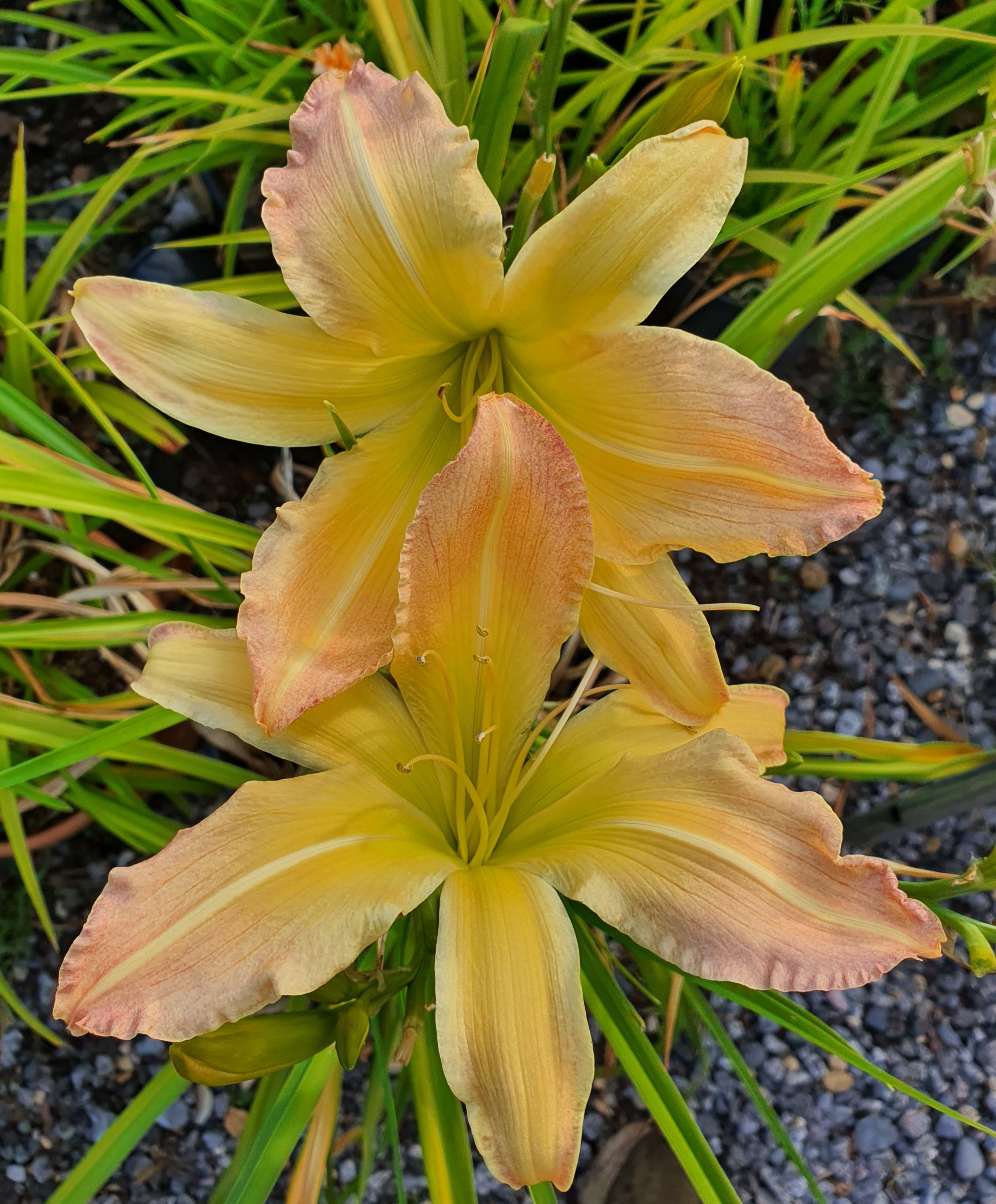 Hemerocallis 'Mormon Spider'